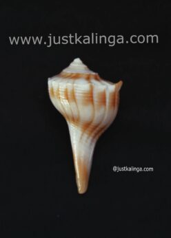 Dakhinabarti sankha (Small Size) | Justkalinga.com.